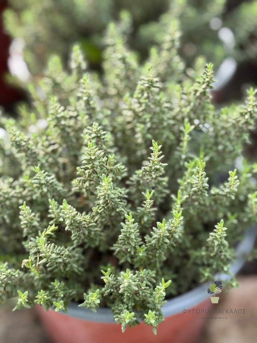 🌿 Θυμάρι (Thymus vulgaris) - 1